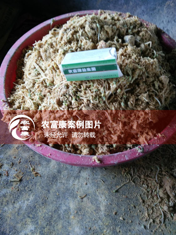 農(nóng)富康用戶發(fā)酵潲水做飼料喂豬案例圖片